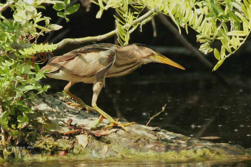 Tarabusino femmina Ixobrychus minutus